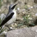 ein kleines unauffälliges Vögelchen, mit schwarzer Augenmaske und schwarz-grauem Gefieder